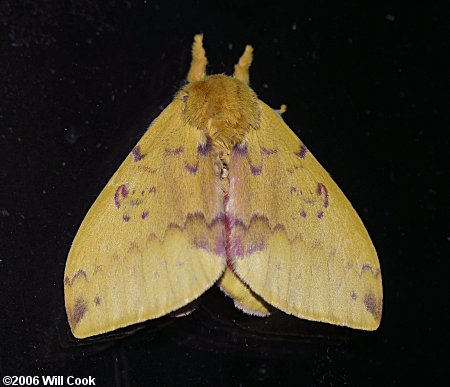 Automeris io - Io Moth