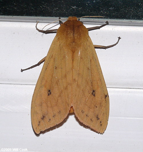 Pyrrharctia isabella - Isabella Tiger Moth