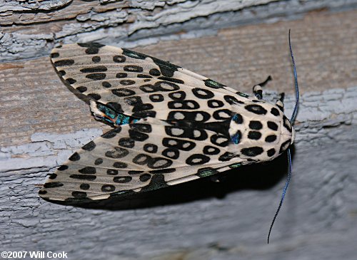 Hypercompe scribonia - Giant Leopard Moth