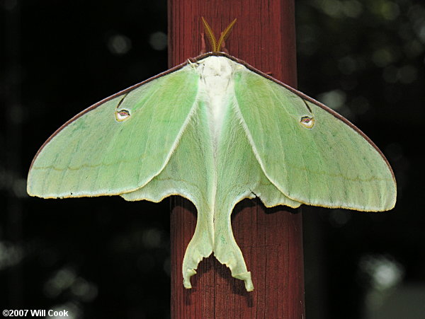 Luna Moth (Actias luna)