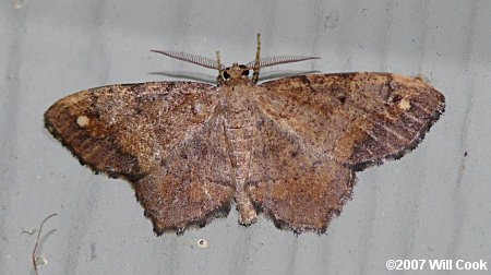 Hypagyrtis unipunctata - One-spotted Variant