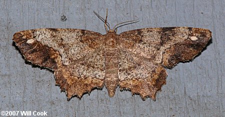 Hypagyrtis unipunctata - One-spotted Variant