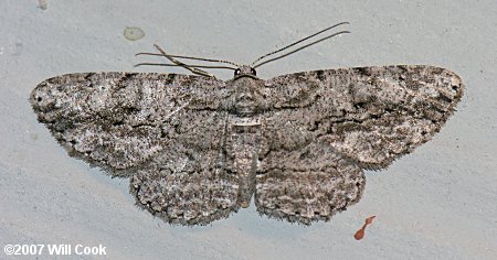 Anavitrinella pampinaria - Common Gray