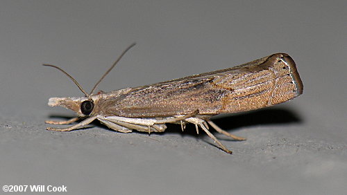 Parapediasia teterrella - Bluegrass Webworm Moth