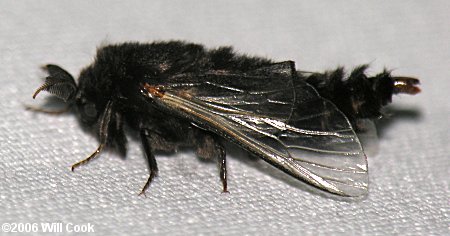 Thyridopteryx ephemeraeformis (Evergreen Bagworm Moth)