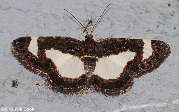 Heliomata cycladata - Common Spring Moth