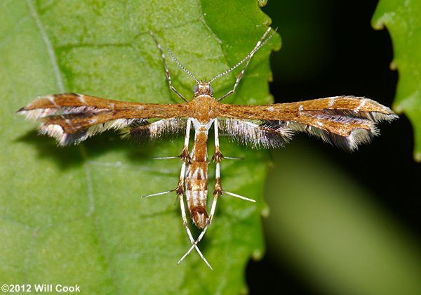 Geina periscelidactylus - Grape Plume Moth