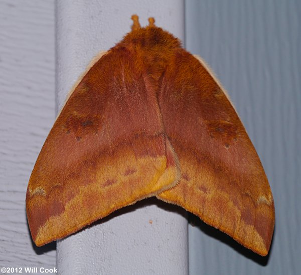 Automeris io - Io Moth