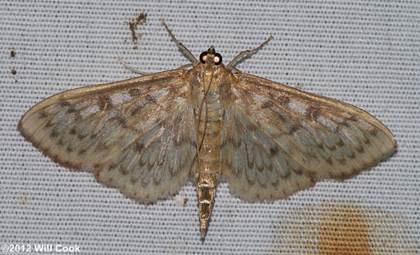 Herpetogramma pertextalis - Bold-feathered Grass Moth