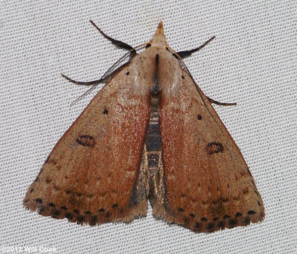 Scolecocampa liburna - Dead-Wood Borer Moth