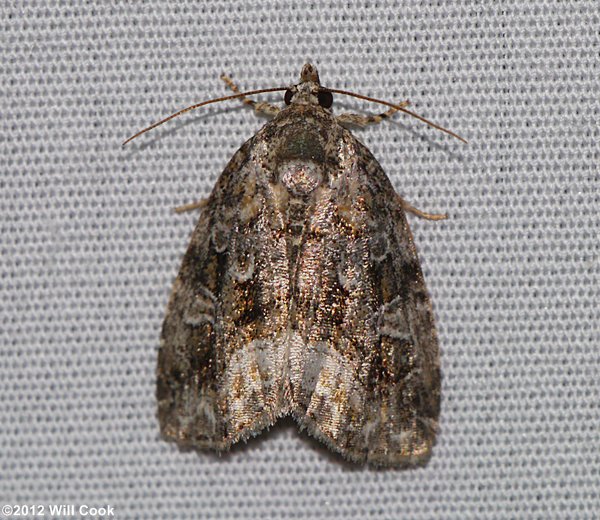 Protodeltote muscosula - Large Mossy Lithacodia Moth
