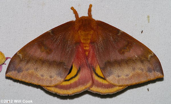 Automeris io - Io Moth