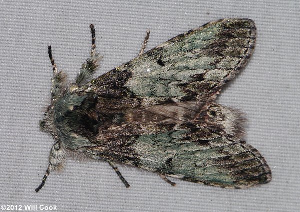 Macrurocampa marthesia - Mottled Prominent
