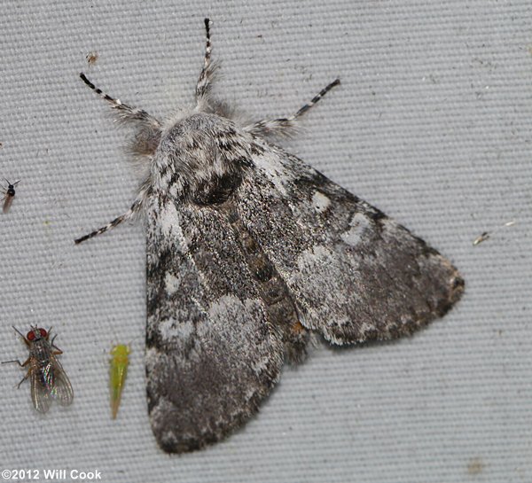 Colocasia propinquilinea - Closebanded Yellowhorn Moth