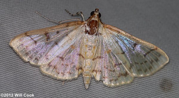 Polygrammodes flavidalis - Ironweed Root Moth