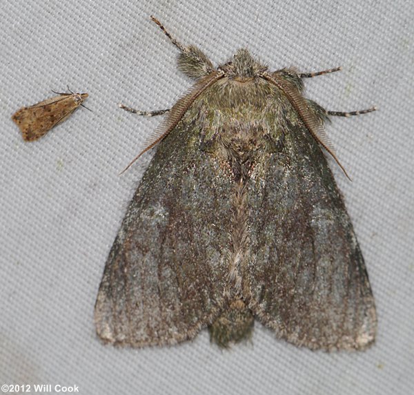 Lochmaeus manteo - Variable Oakleaf Caterpillar Moth