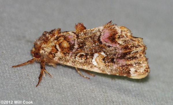 Callopistria mollissima - Pink-Shaded Fern Moth