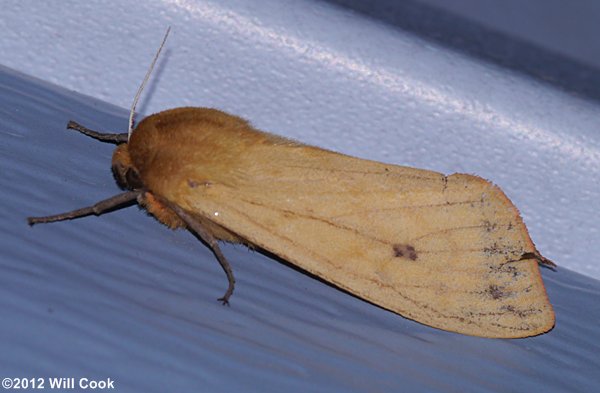 Pyrrharctia isabella - Isabella Tiger Moth