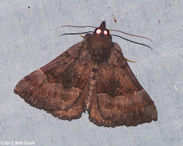 Hypena madefactalis - Gray-edged Snout