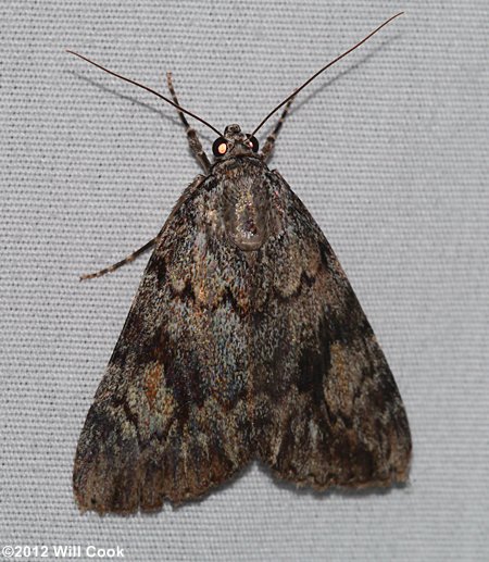 Catocala micronympha - Little Nymph Underwing