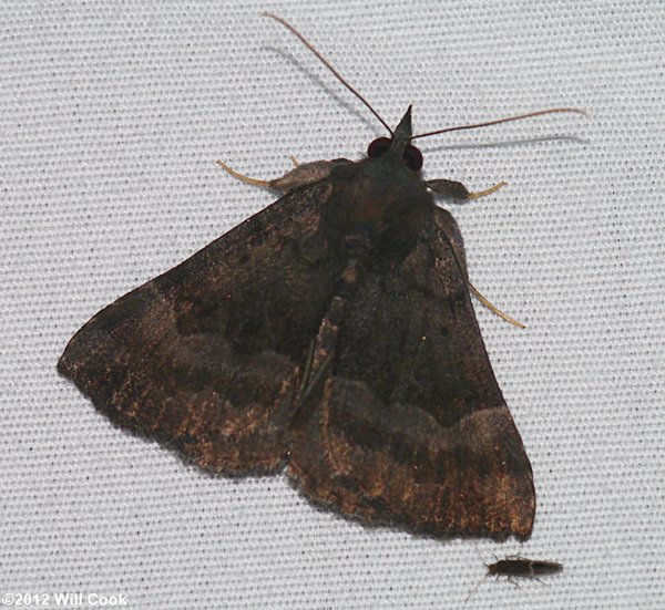 Hypena madefactalis - Gray-edged Snout