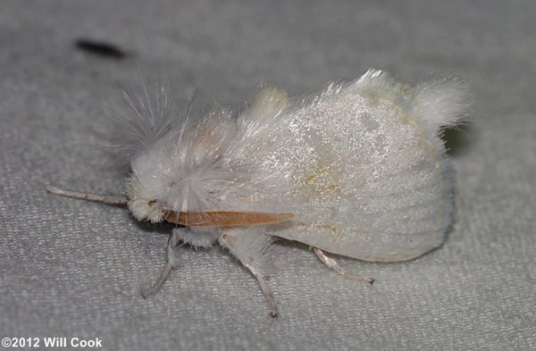 Norape ovina - White Flannel Moth