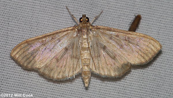 Herpetogramma pertextalis - Bold-feathered Grass Moth