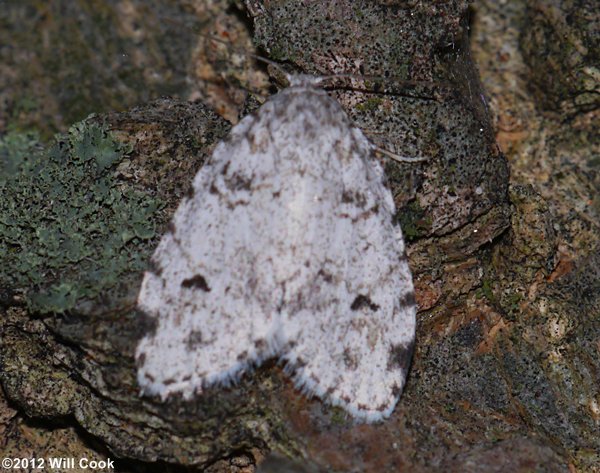 Clemensia albata - Little White Lichen Moth