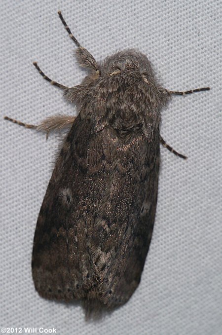 Lochmaeus manteo - Variable Oakleaf Caterpillar Moth