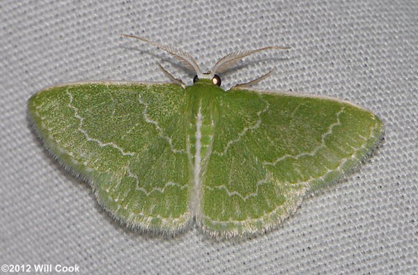 Synchlora frondaria - Southern Emerald