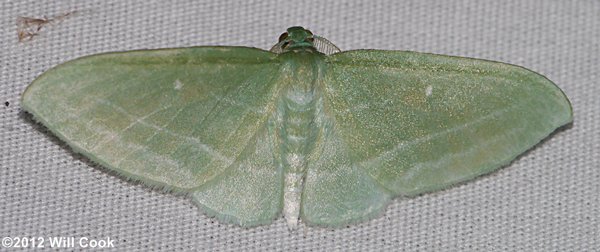 Dyspteris abortivaria - Bad-wing Moth
