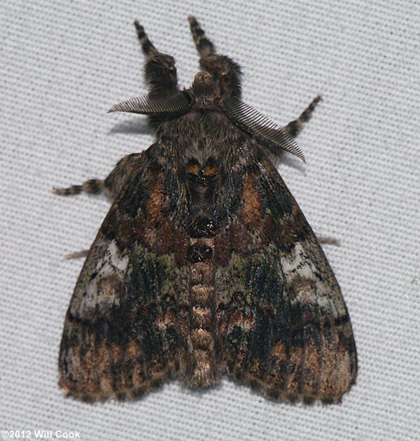 Dasychira basiflava - Yellow-based Tussock Moth