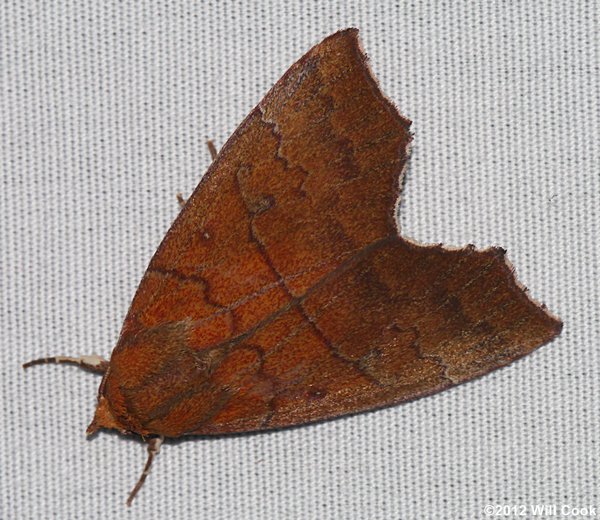 Anomis privata - Hibiscus Leaf Caterpillar Moth