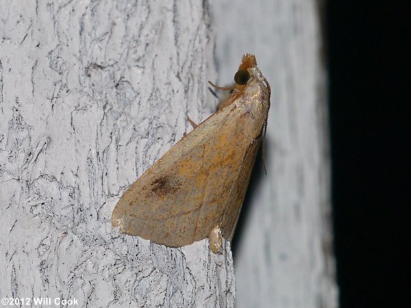 Rivula propinqualis - Spotted Grass Moth