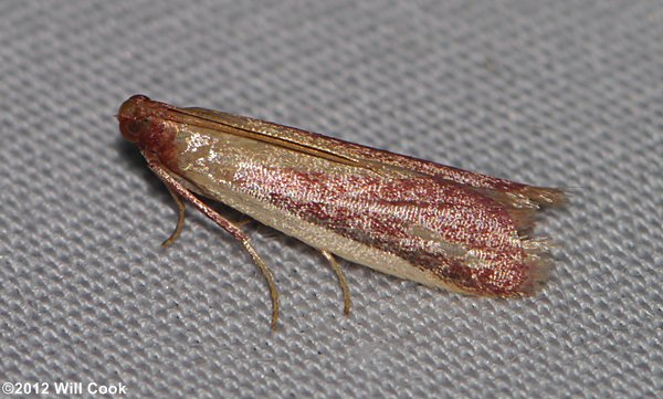 Peoria approximella – Carmine Snout Moth