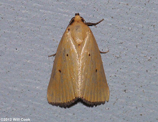 Marimatha nigrofimbria - Black-bordered Lemon Moth