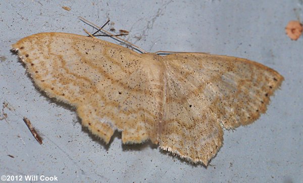 Scopula limboundata - Large Lace-border