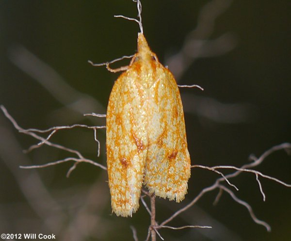 Sparganothis sulfureana - Sparganothis Fruitworm Moth