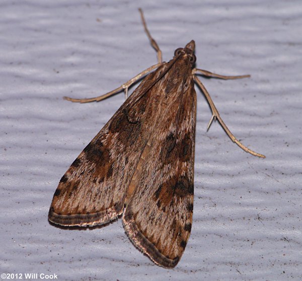Nomophila nearctica - Lucerne Moth