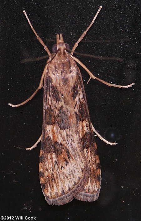 Nomophila nearctica - Lucerne Moth