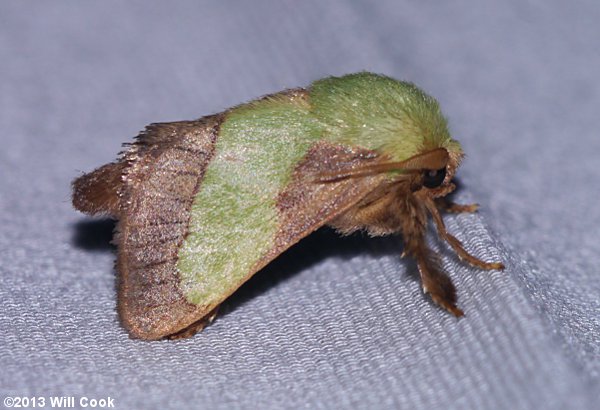 Parasa chloris - Smaller Parasa