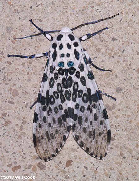 Hypercompe scribonia - Giant Leopard Moth