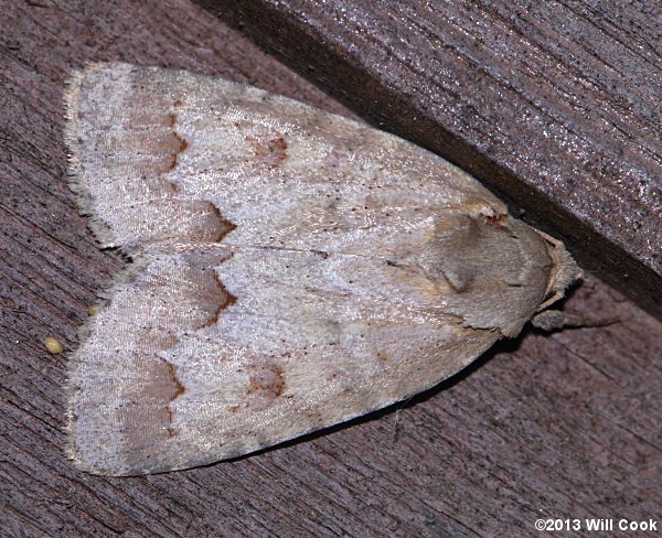 Acronicta betulae - Birch Dagger Moth