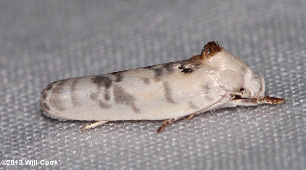 Antaeotricha schlaegeri - Schlaeger's Fruitworm Moth
