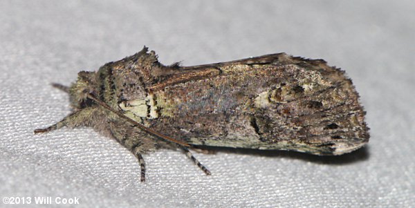 Schizura unicornis - Unicorn Caterpillar Moth
