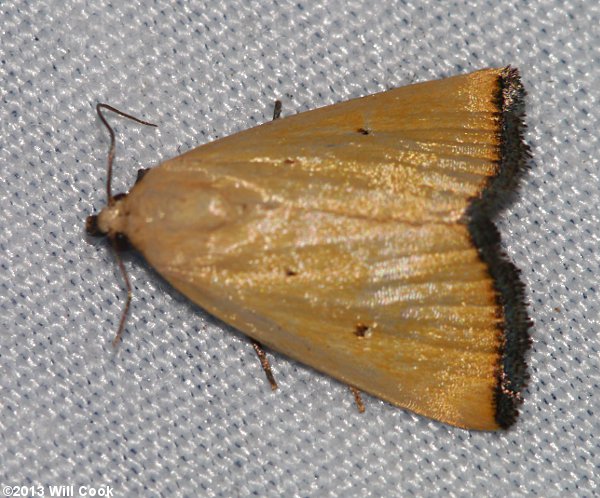 Marimatha nigrofimbria - Black-bordered Lemon Moth