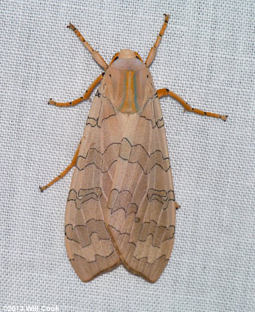 Banded Tussock Moth (Halysidota tessellaris)