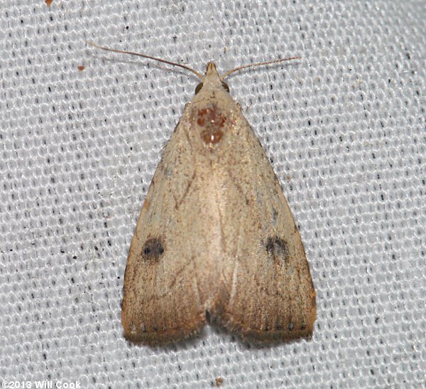 Rivula propinqualis - Spotted Grass Moth