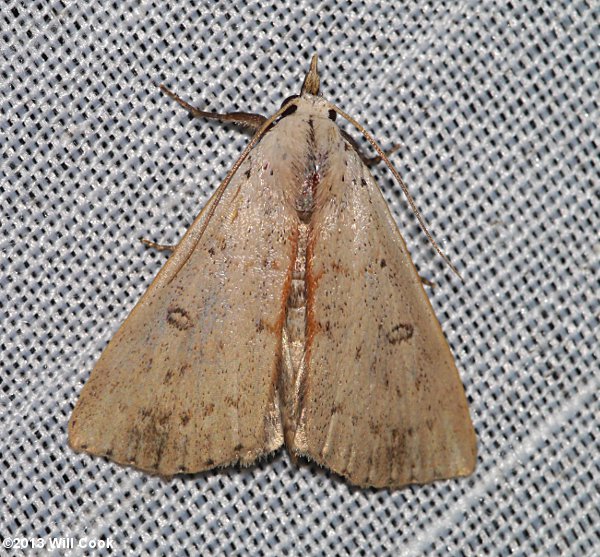 Scolecocampa liburna - Dead-Wood Borer Moth