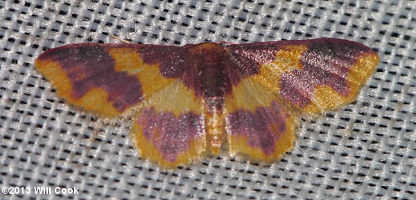 Lophosis labeculata – Stained Lophosis female